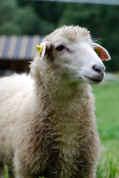 sheep