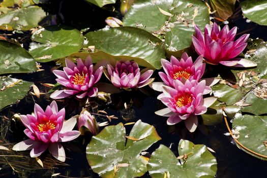 Pink Water Lillies Beijing China