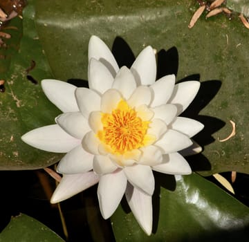 White Water Lilly Beijing China