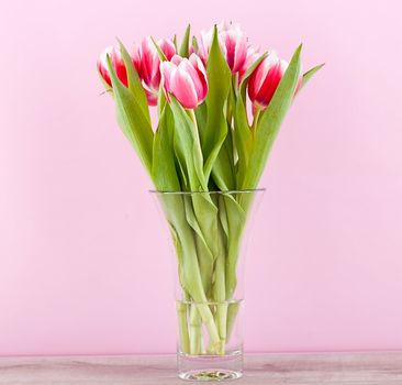 pink and white tulips present ribbon easter birthday symbol festive
