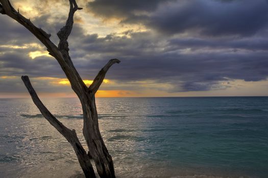 The sun sets behind an old dead tree on the ocean shoreline.