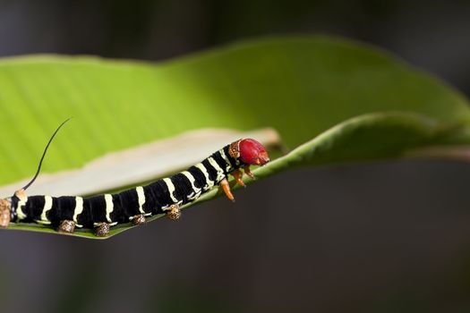 A close up shot of a colorful caterpillar (Pseudosphinx tetrio) shot in tropical Jamaica.