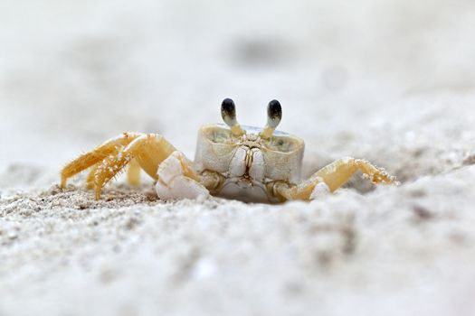 A close up shot of a Ghost Crab (Ocypode quadrata) on a white sandy beach.