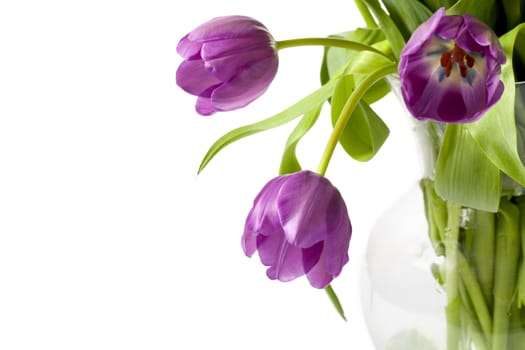 Close up image of violet tulips on white background