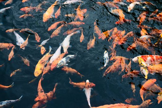 Hundreds of fancy carp koi fish in pool 