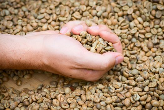 Green unroasted coffee beans on hand 