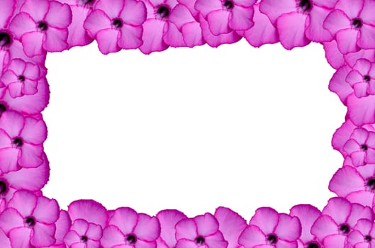 Closeup of Pink Bigononia or Desert Rose (tropical flower) on black background