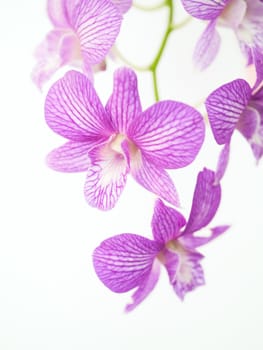 Pink orchids on white background.
