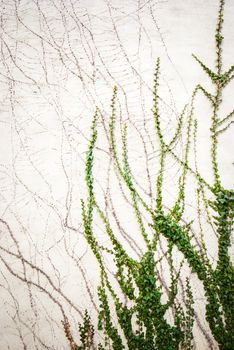 Photograph of vines climging a white stucco wall with growing where old vines had been previously taken off.