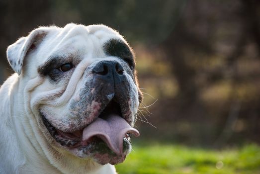 Photograph of a smiling American Bulldog located in a park in Baltimore Maryland.