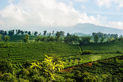Photogrpah of a Costa Rican coffee plantation located high in the mountains.  Example of intensive agricultural practice.