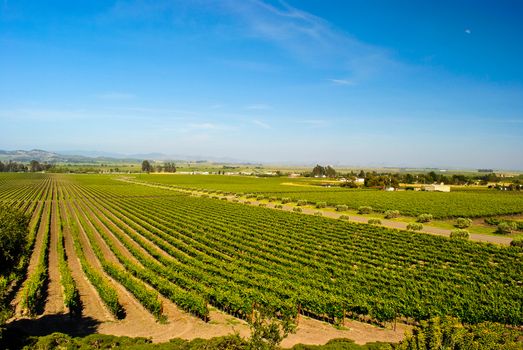 Photograph of a vineyard located in Napa Valley.  View down the agricultural rows apears to converge in the distance.