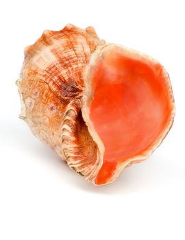 Beautiful Conch Sea Shell isolated on white background