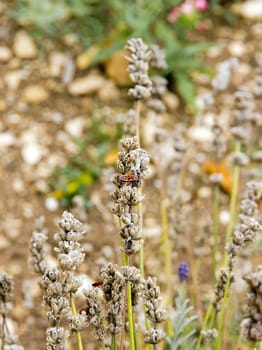 thumbtack, red bug, on a stalk of lavender