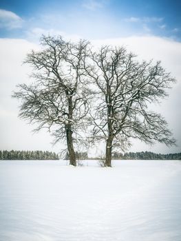 An image of a nice winter tree