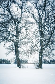 An image of a nice winter tree