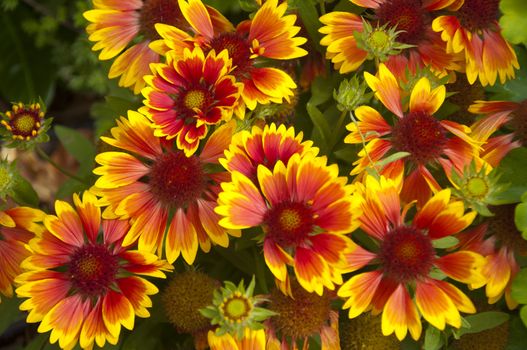 The Coreopsis Species in Red and Yellow in the European Summer