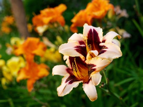 Day-lily flowers in a garden. Photo with blurred background.