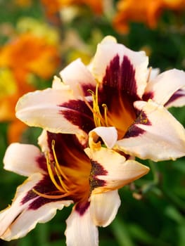 Day-lily flowers in a garden. Photo with blurred background.