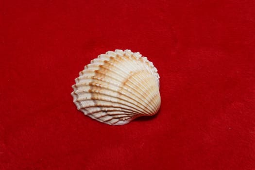 sea shells on a sand