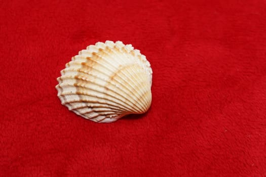 sea shells on a sand