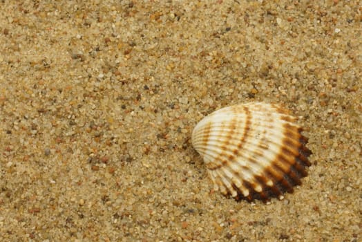 sea shells on a sand