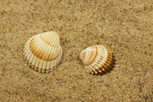 sea shells on a sand