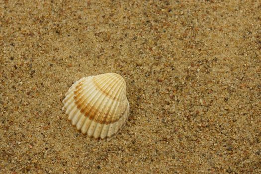 sea shells on a sand