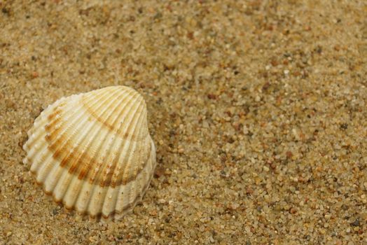 sea shells on a sand