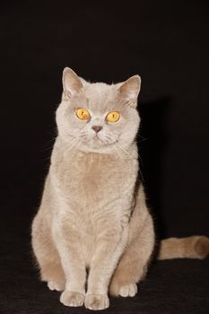 British cat on a black background