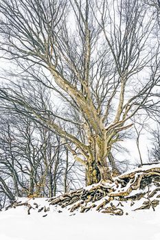 An image of a nice winter tree