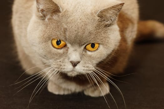 British cat on a black background