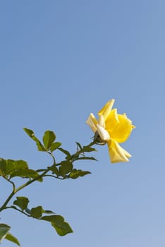 Yellow rose on blue sky background, sunny day