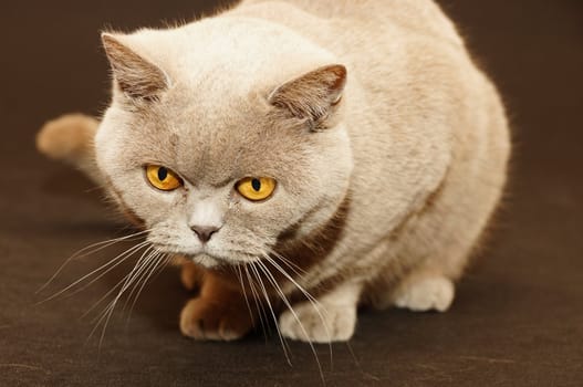 British cat on a black background