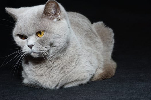 British cat on a black background