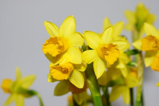 narcissus, daffodil