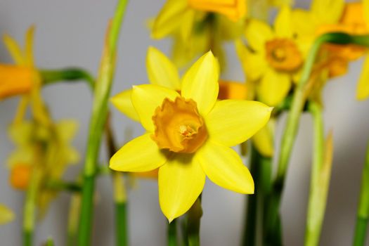 narcissus, daffodil