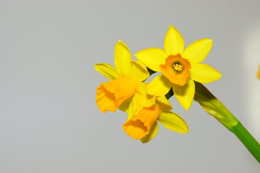 narcissus, daffodil