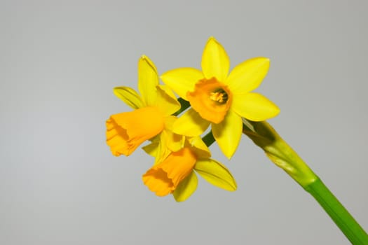 narcissus, daffodil