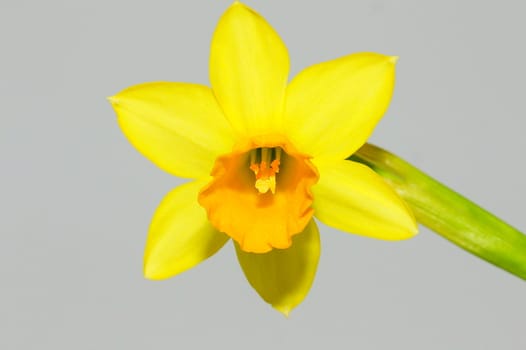 narcissus, daffodil