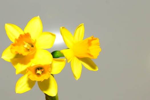 narcissus, daffodil