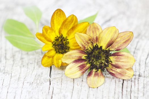 sunflower on old wooden background (Helianthus)