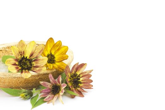 sunflower on white background (Helianthus)