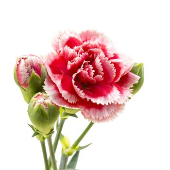 Carnations on white background