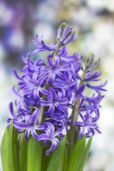 blooming hyacinth flowers (hyacinthus)