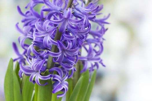 blooming hyacinth flowers (hyacinthus)