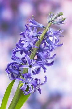 blooming hyacinth flowers (hyacinthus)