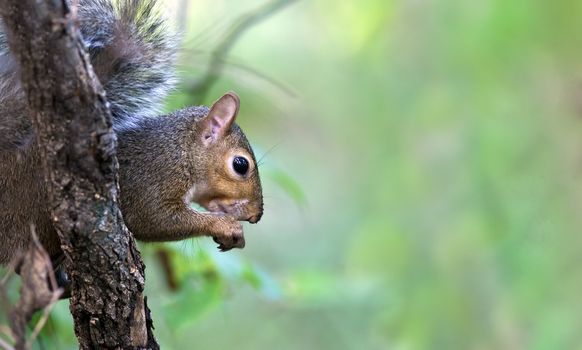 A close up shot of a Eastern Gray Squirrel (Sciurus carolinensis) eating from a branch in a tree.