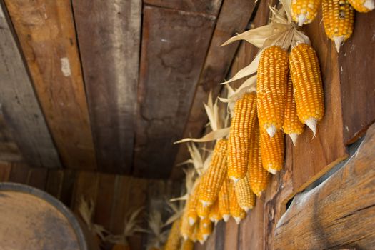 old corn hang on the wall in swiss sheep farm