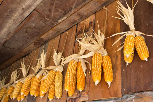 old corn hang on the wall in swiss sheep farm